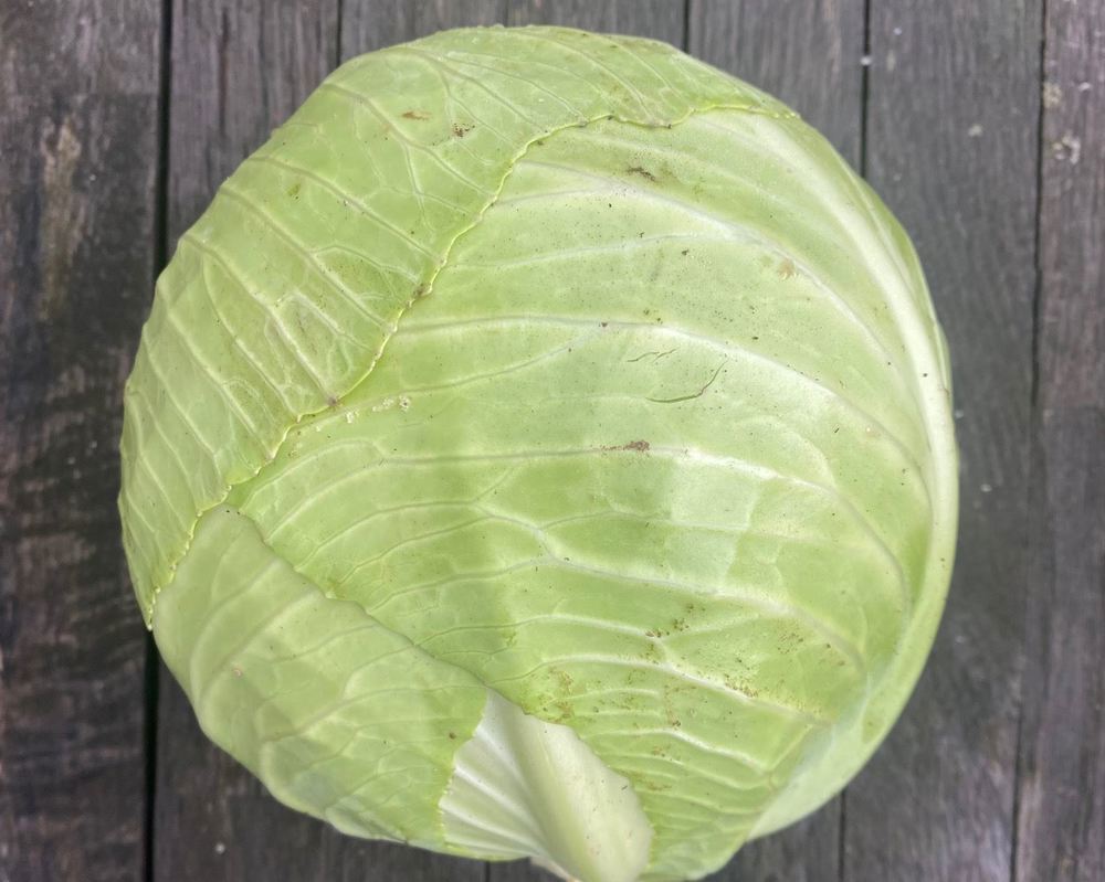 Cabbage: White