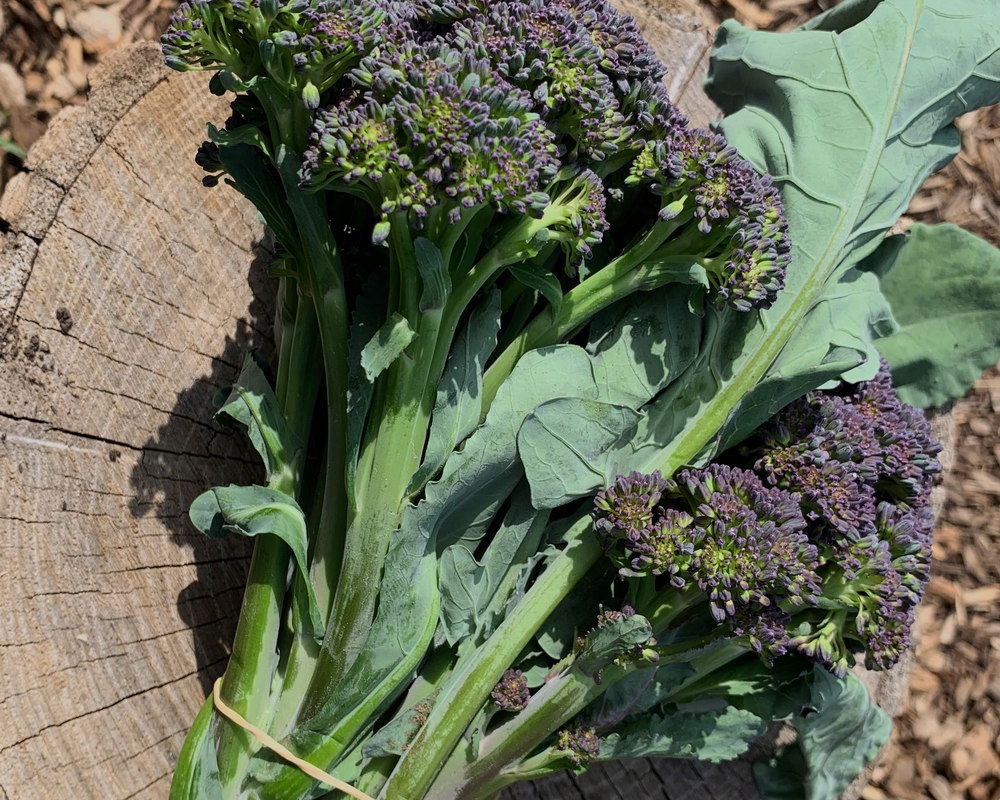 Purple Tenderstem Broccoli