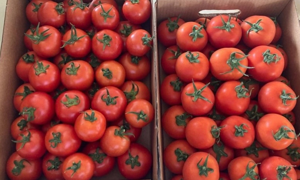Salad Tomatoes