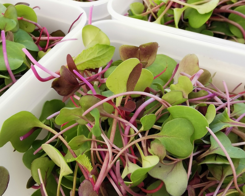 Microgreens