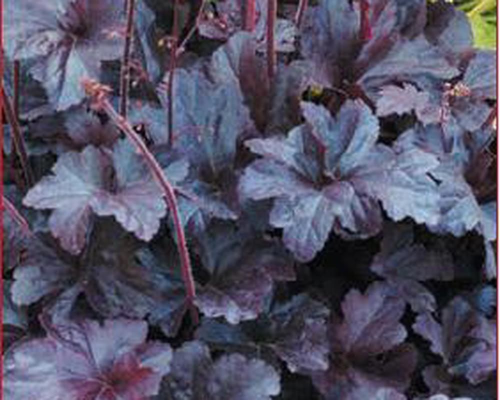 Heuchera - various varieties see description