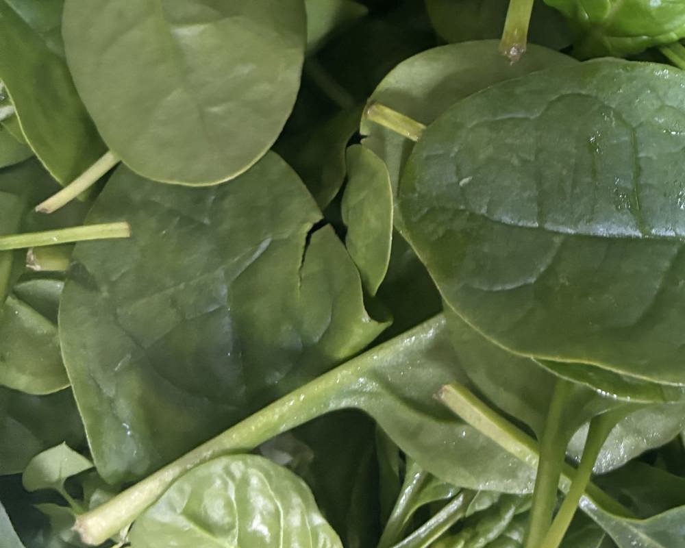 Baby Spinach Leaves