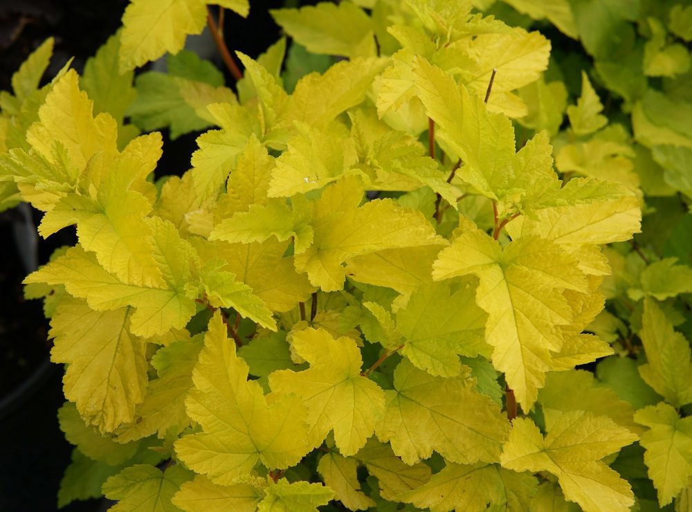 Ninebark - uncommon varieties