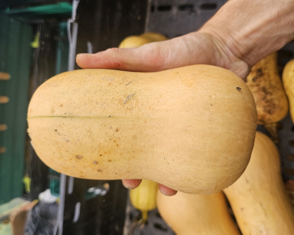 Squash Butternut