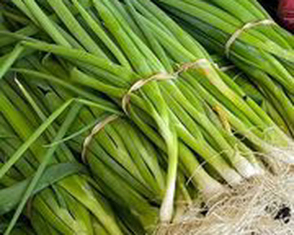 Spring Onion bunch