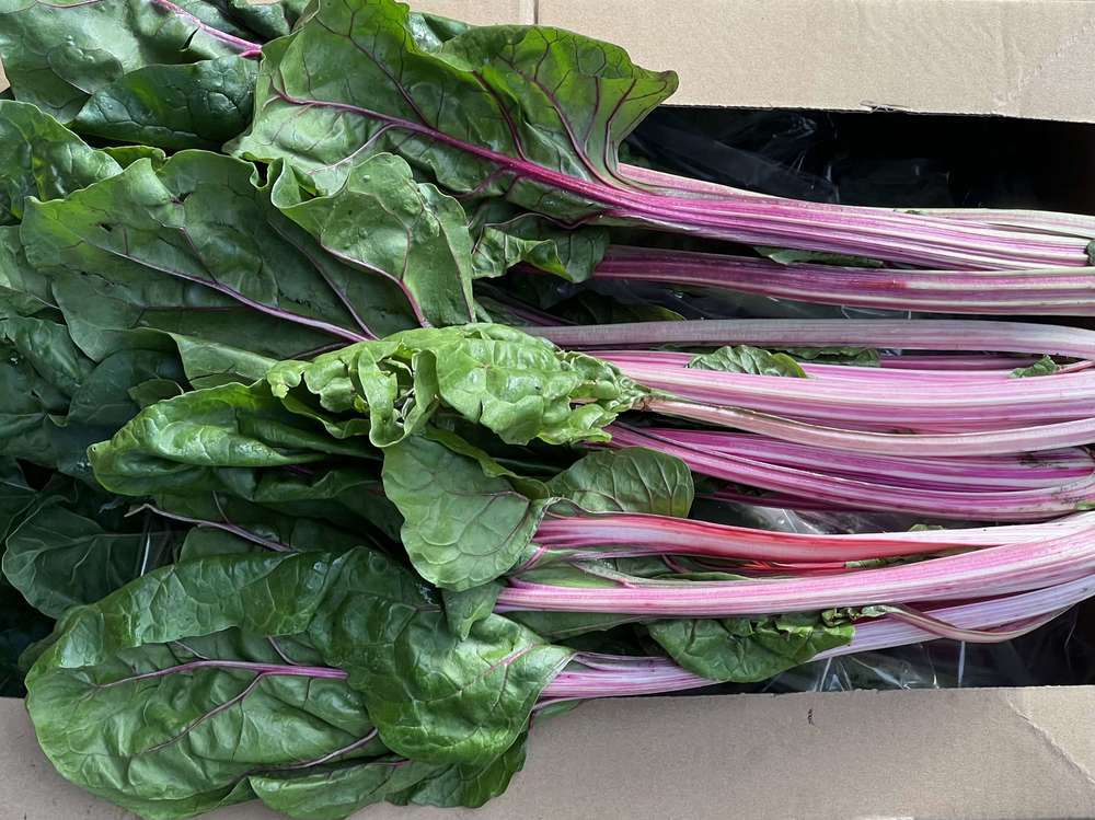Chard - Pink (Lancashire, UK)