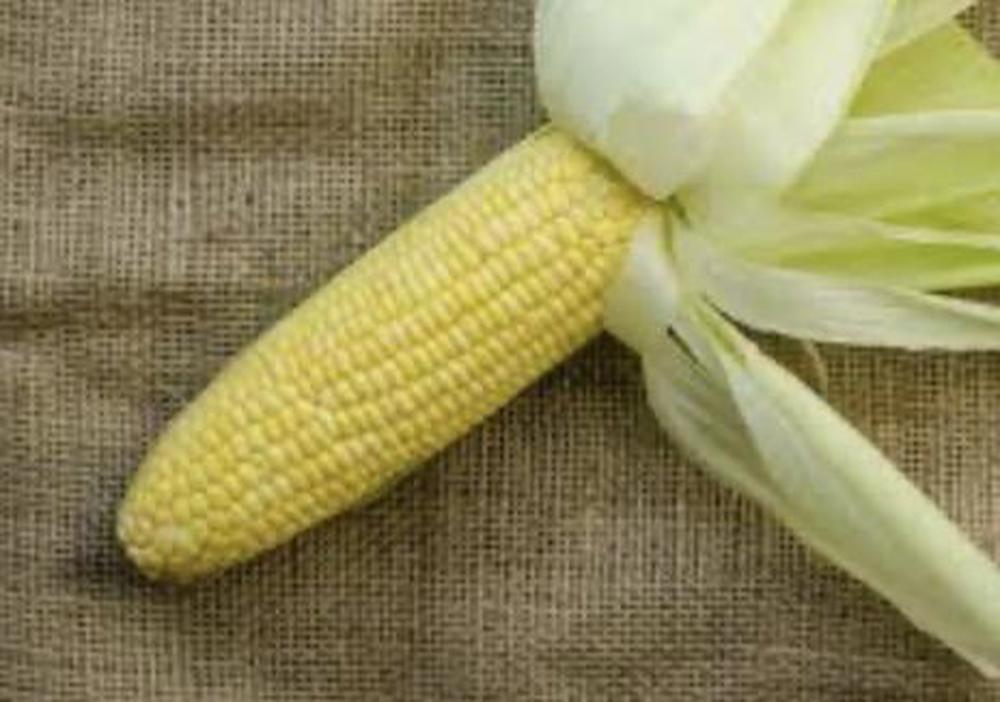 Sweetcorn 🇬🇧