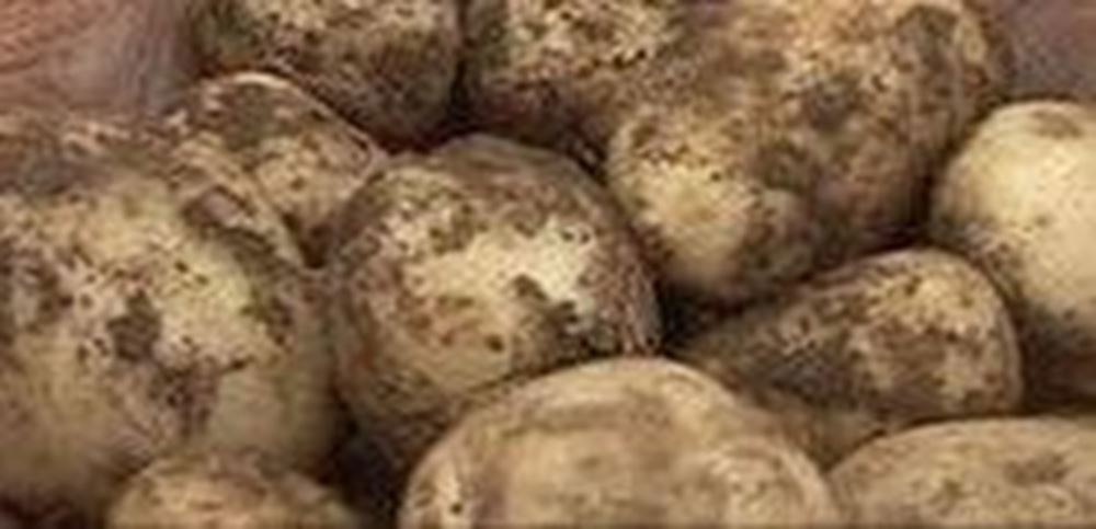 Organic New Potato - UK