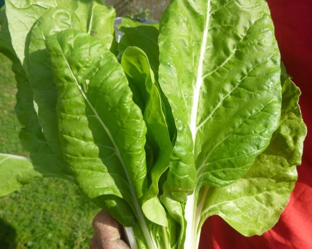 Chard, Swiss - 240g