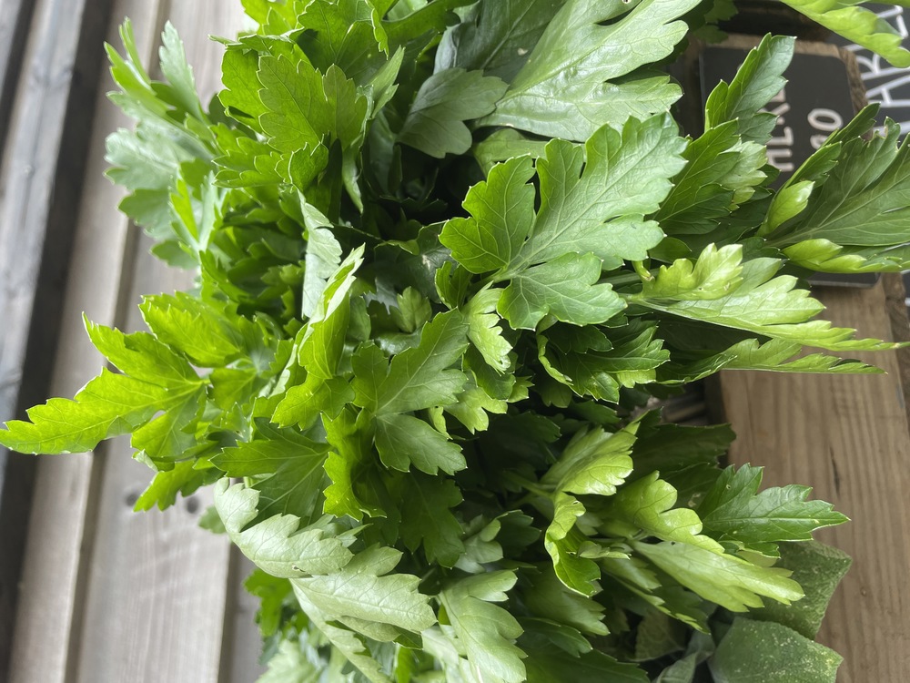 Parsley flat leaf