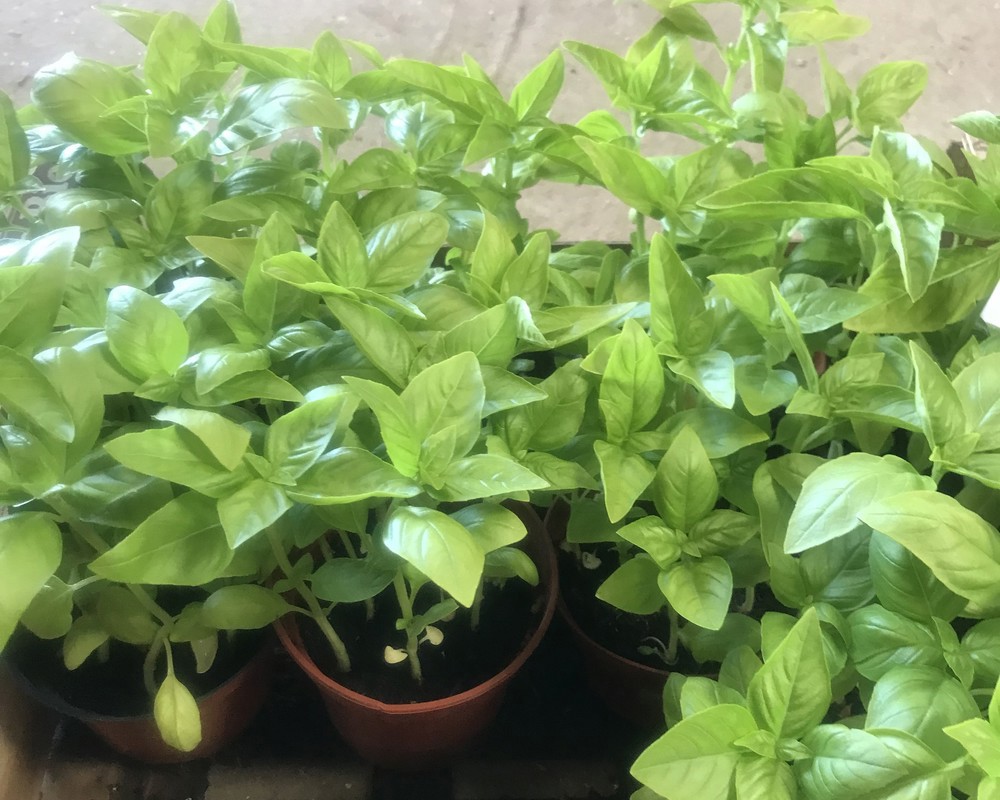Basil plant/pot