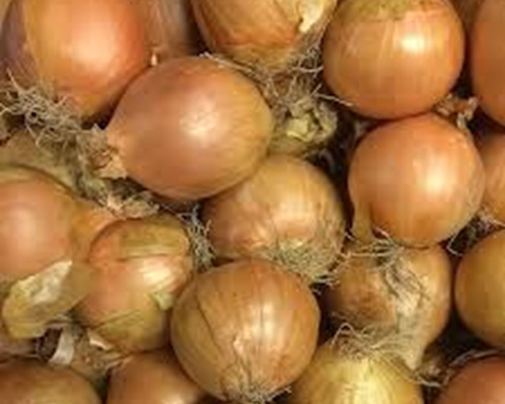 Onions - Organic