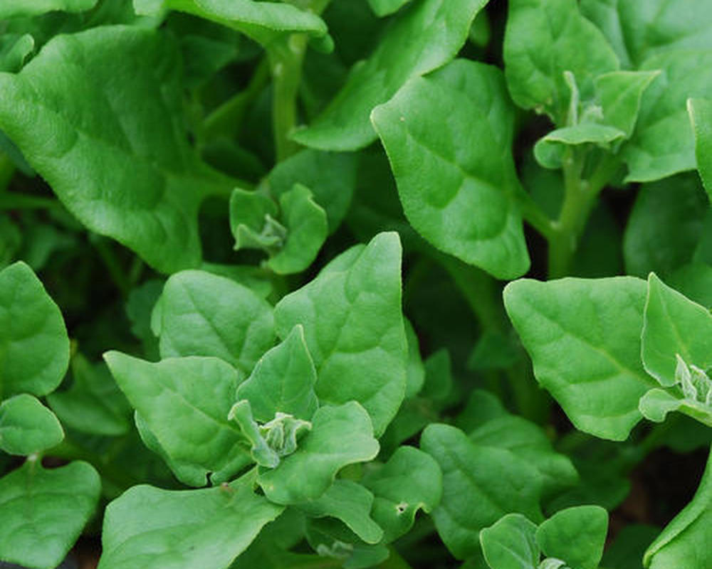 New Zealand Spinach