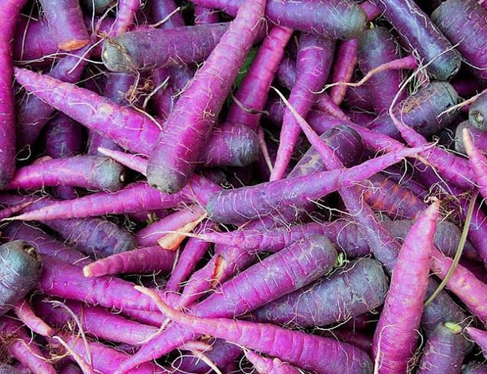 Carrot purple