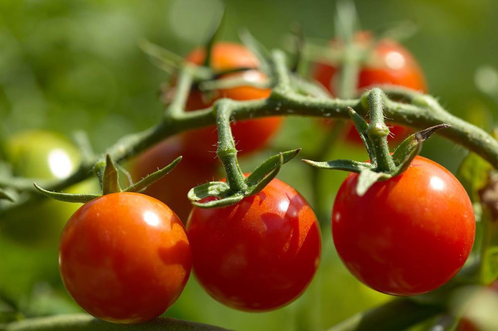 Tomato (Vine)