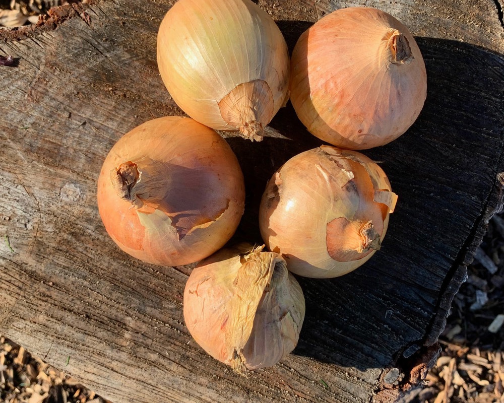 Brown Onions