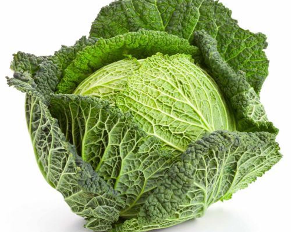 Cabbage - Savoy EKG