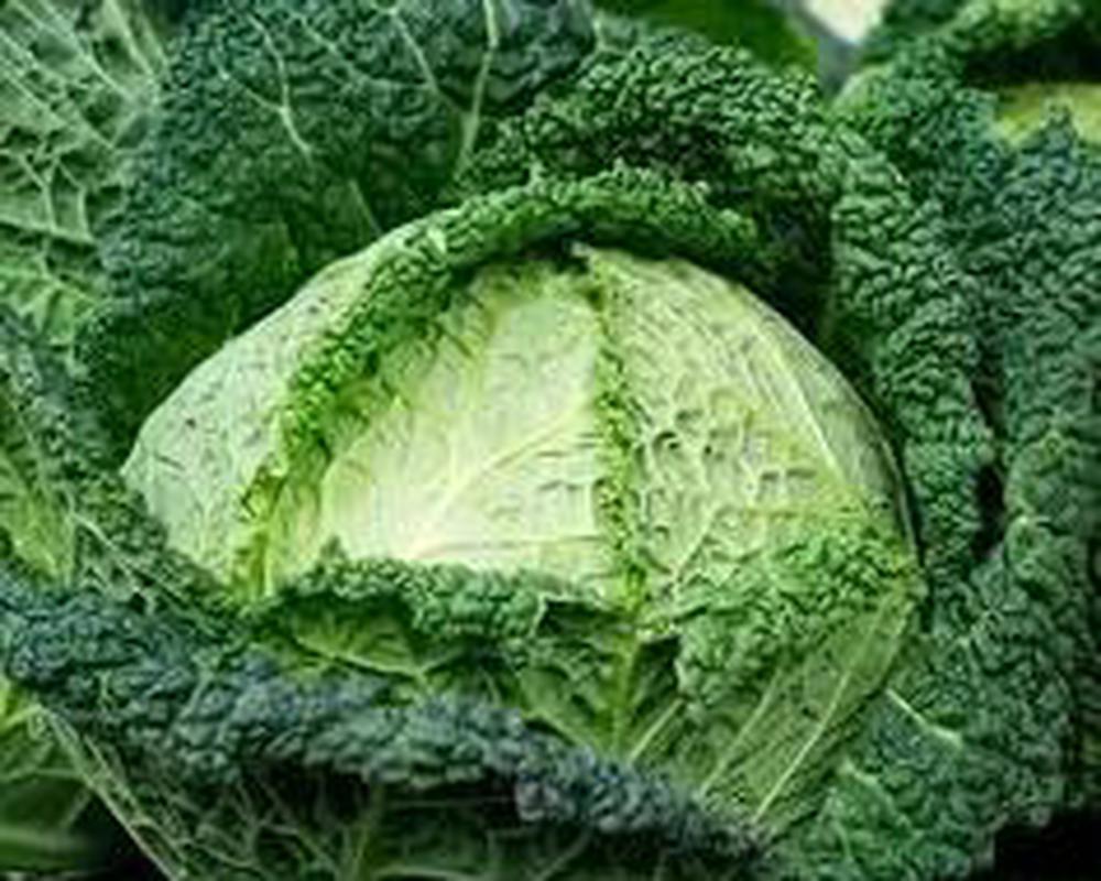 Cabbage Savoy