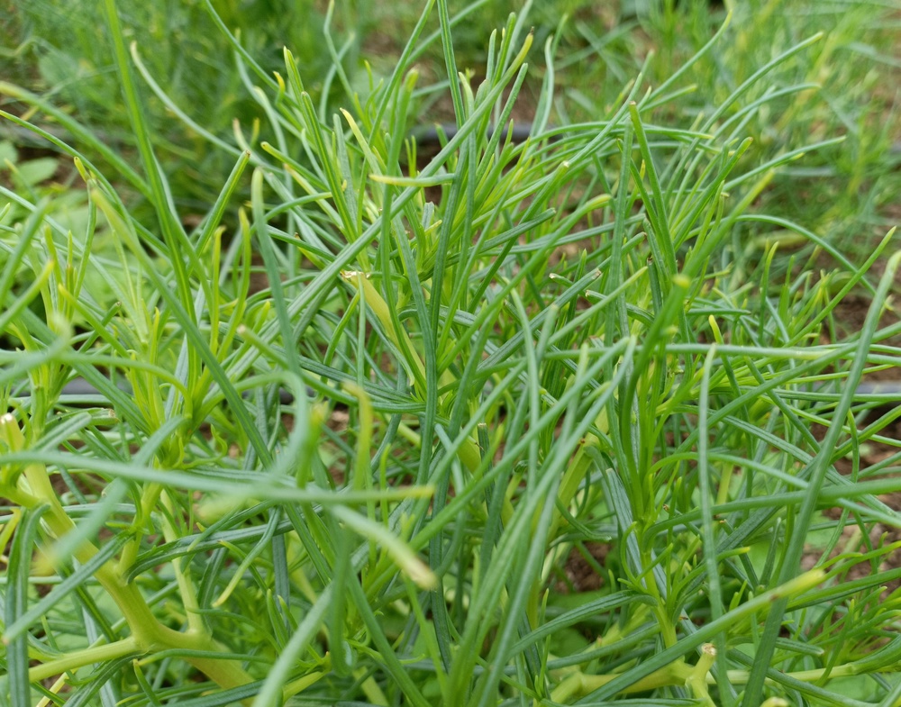 Agretti