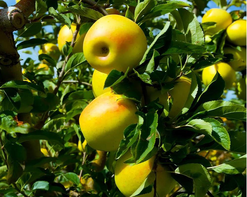 Golden Delicious Apple Tree