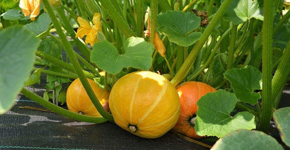 Squash (Amoro)