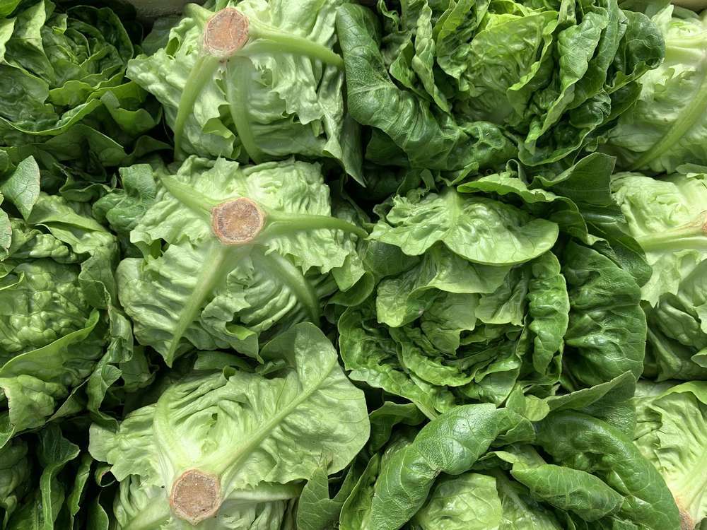 Organic Lettuce Little Gem (twin pack)