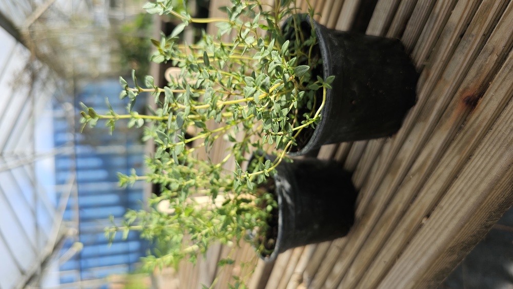 ( Potted x1) Thyme - small (Own Grown)