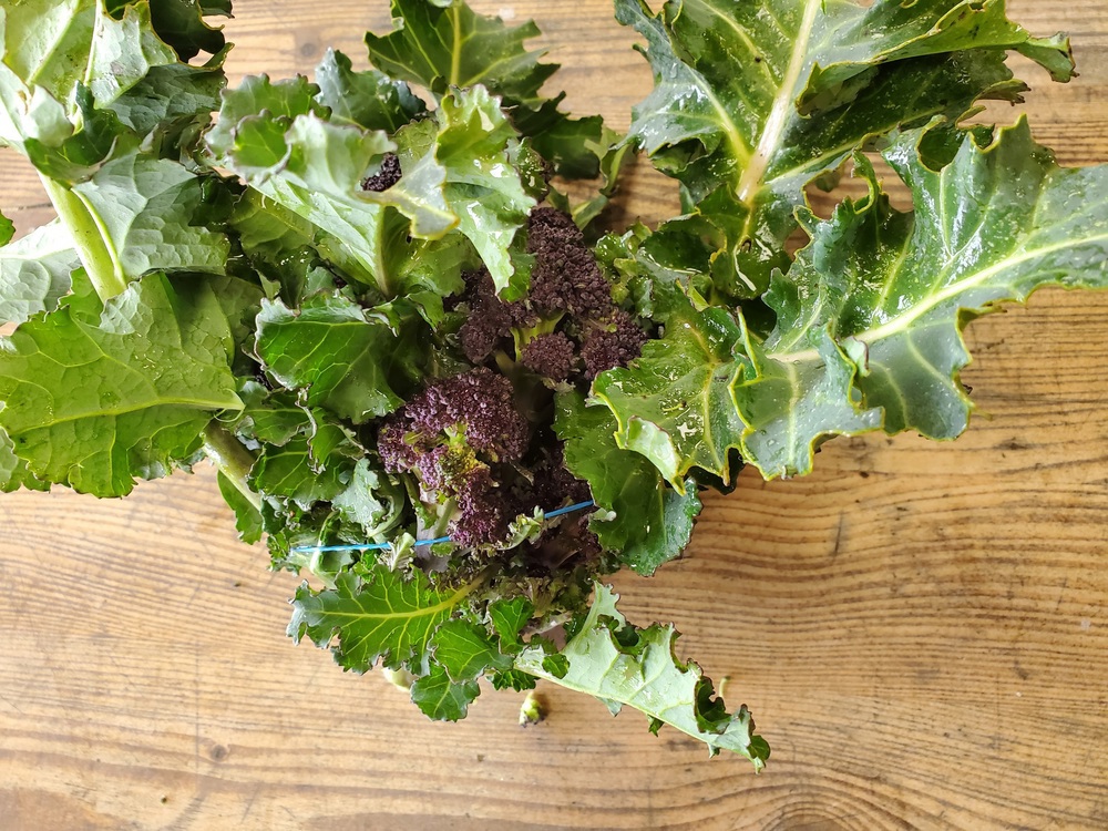 Broccoli - purple sprouting