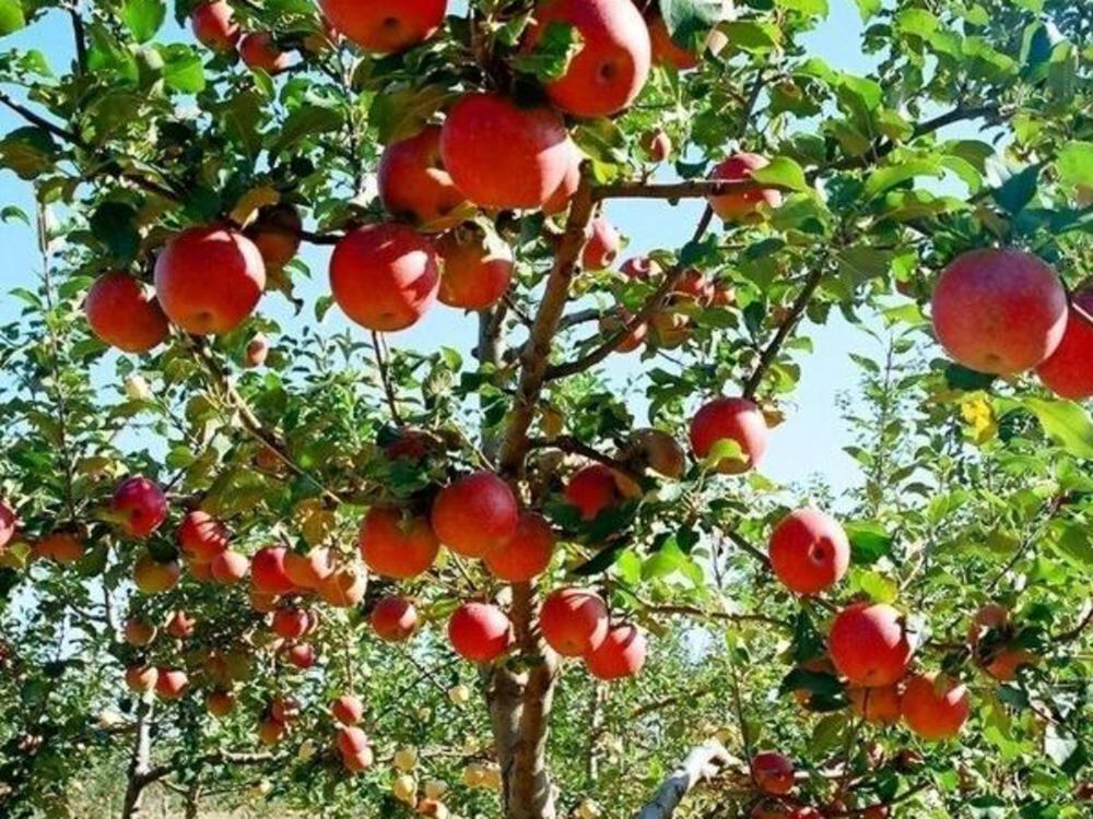 Fuji Apple Tree