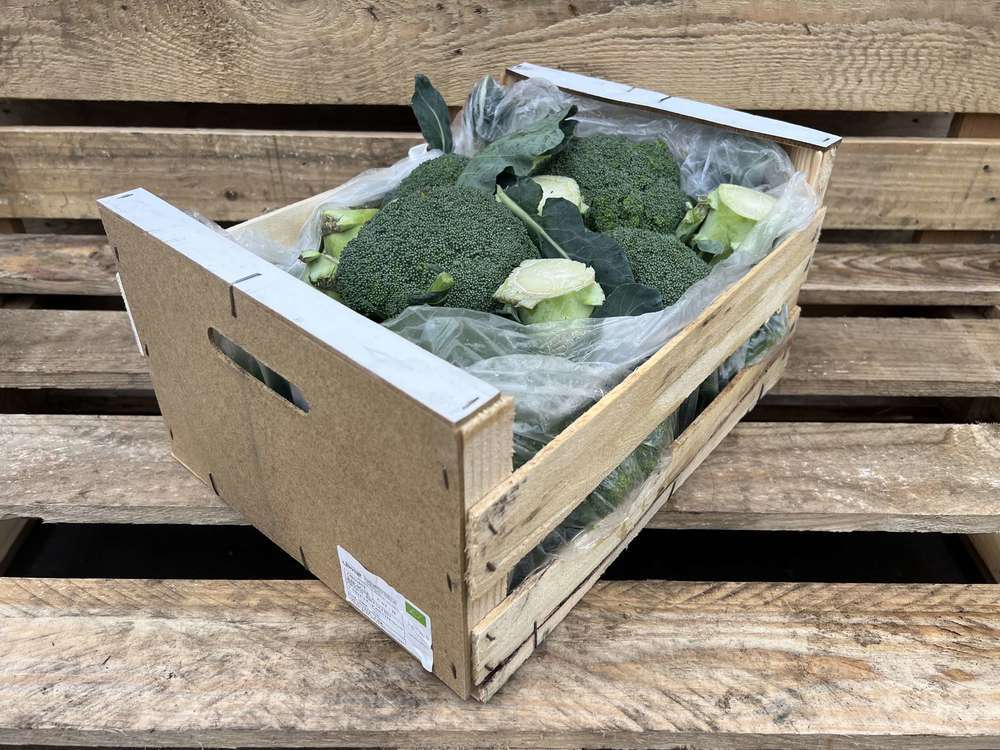 Organic Broccoli
