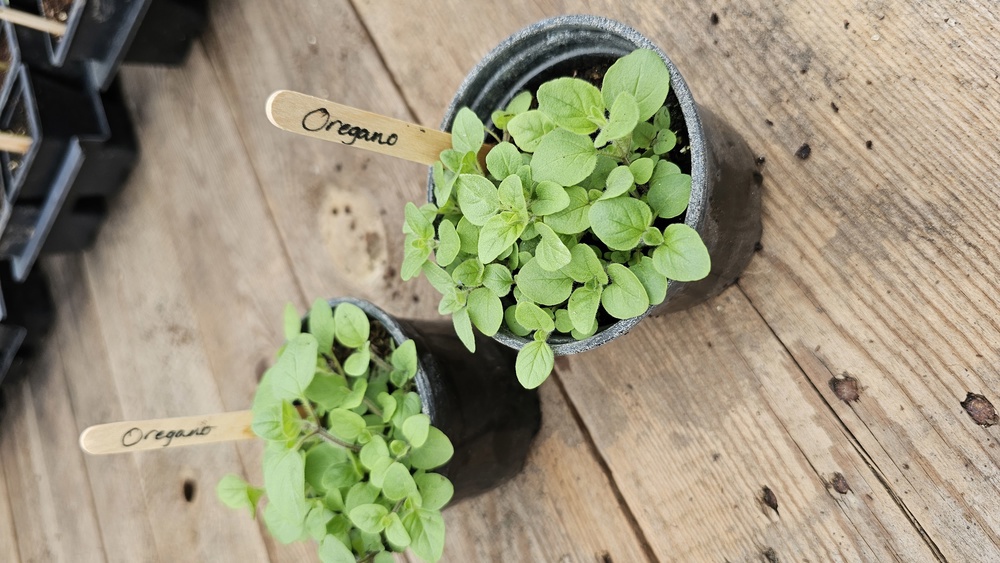 ( Potted x1) Oregano - herb - Small (Own Grown)