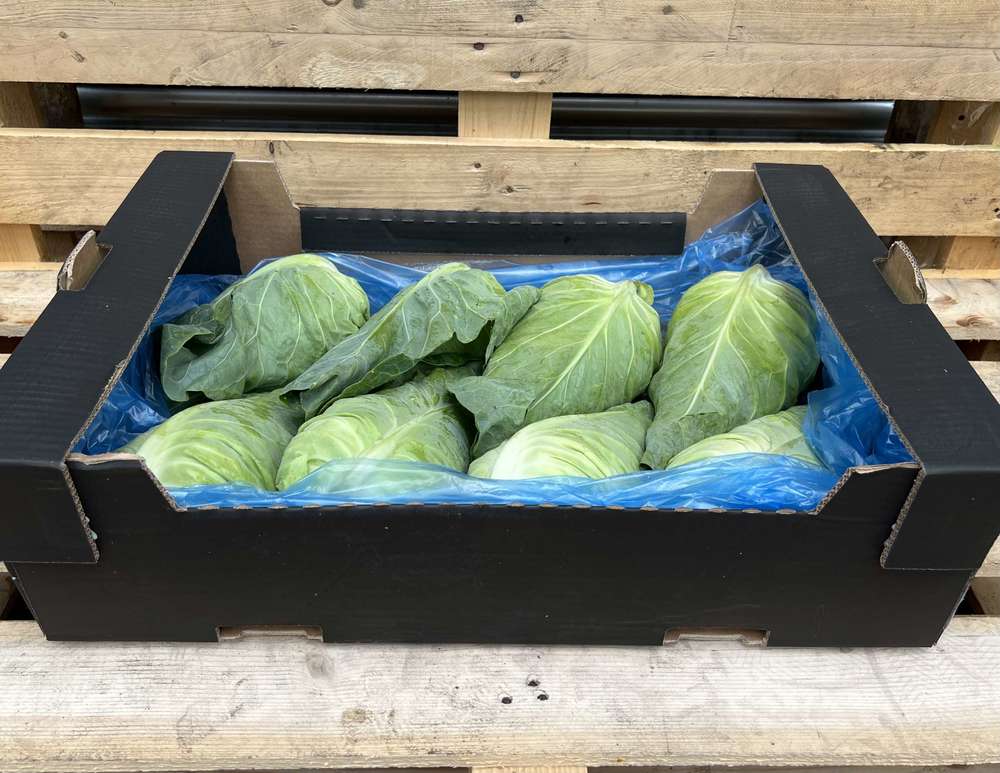 Cabbage - British Organic Summer Pointed