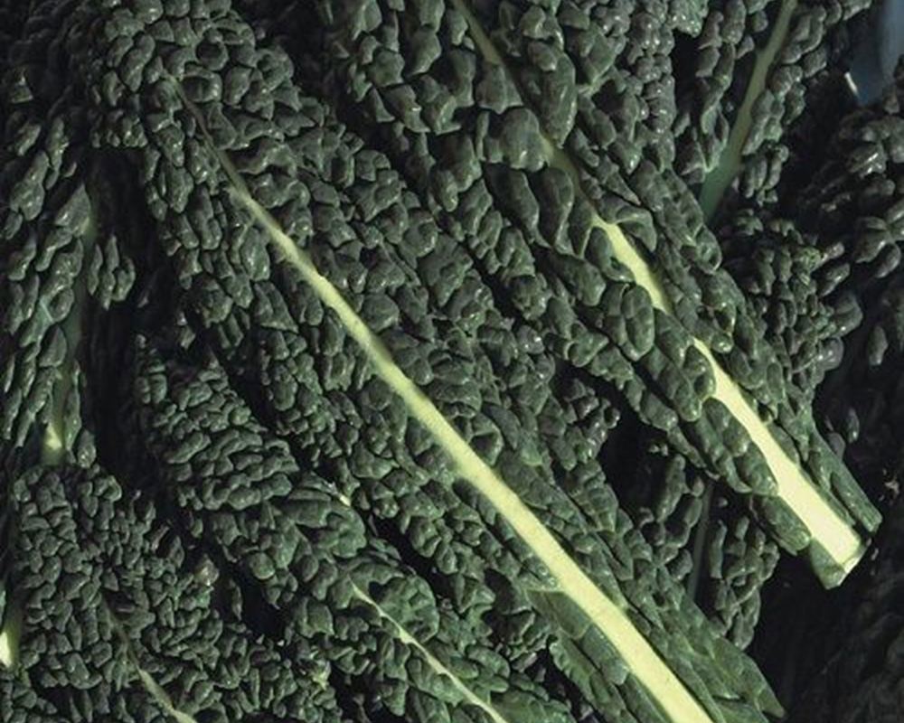 Kale - Black EKG