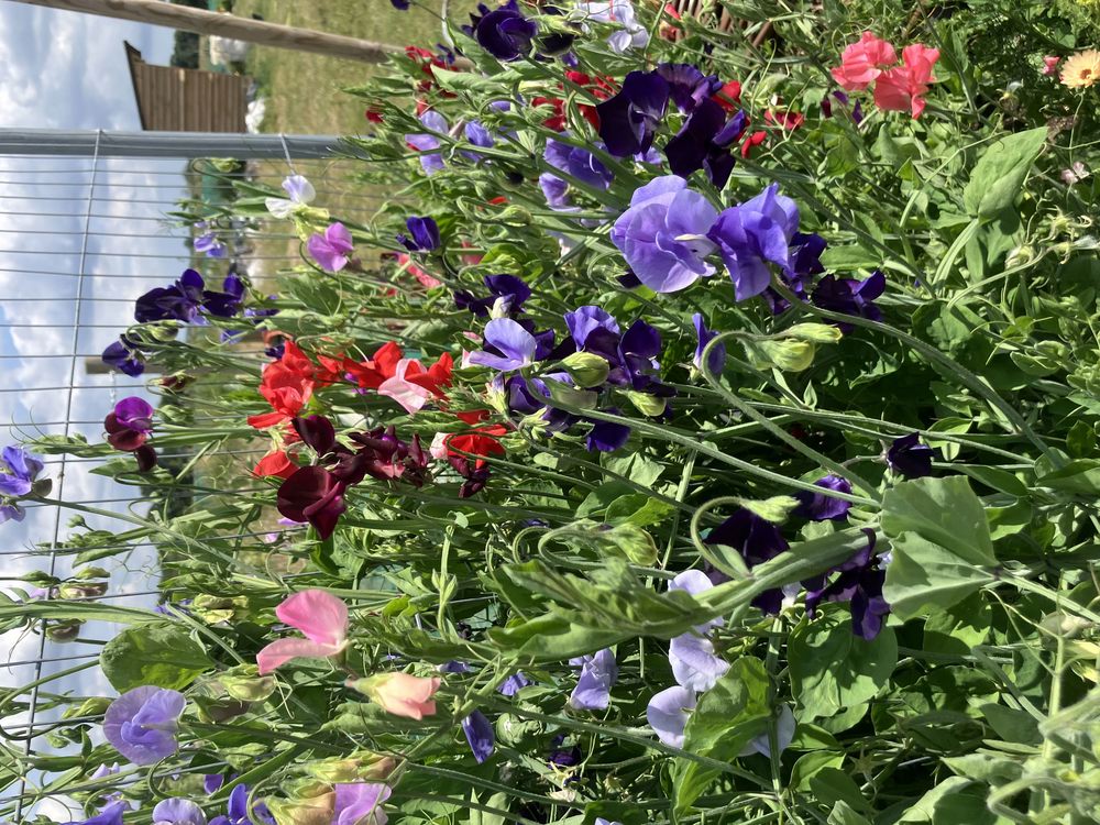 Sweet pea Posie