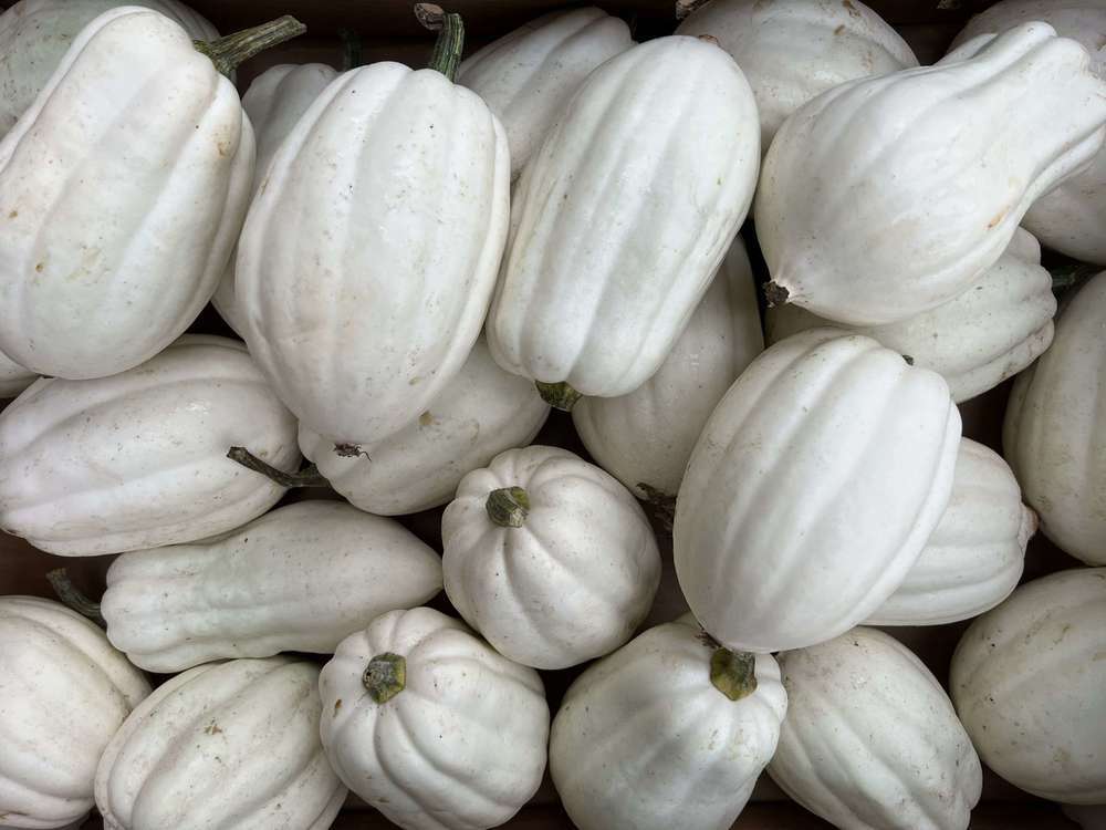 Squash - Mashed Potato (Peterborough, UK)