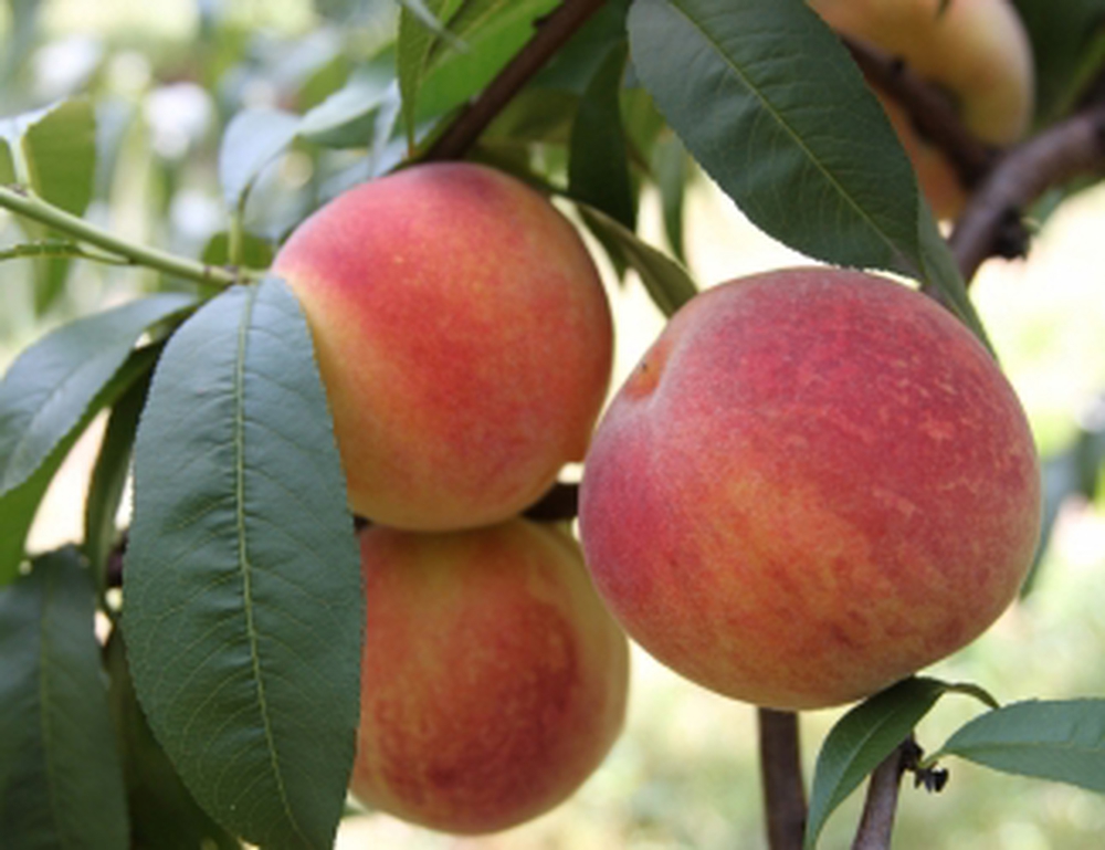 Madison Peach Tree