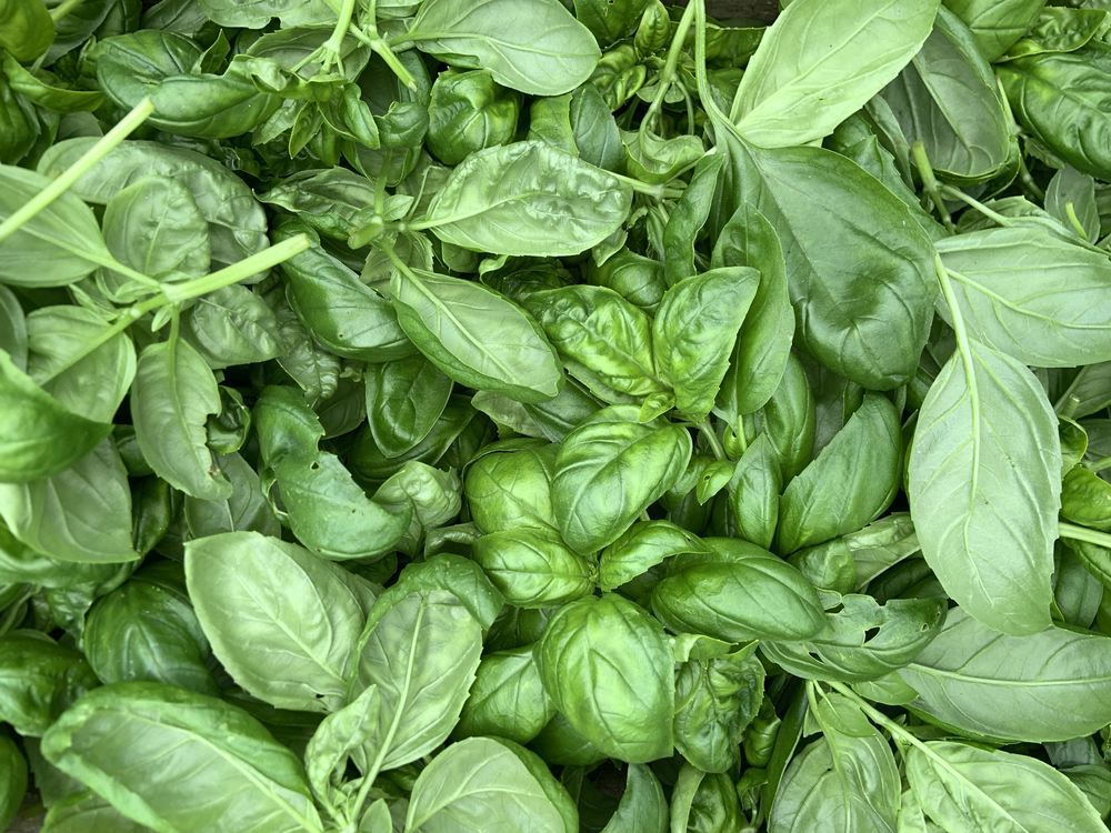 Basil, Thai (50g)