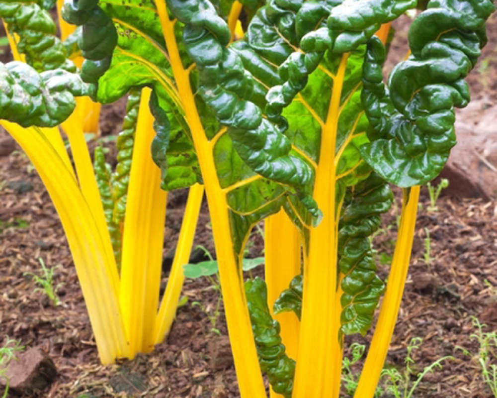 Chard Golden