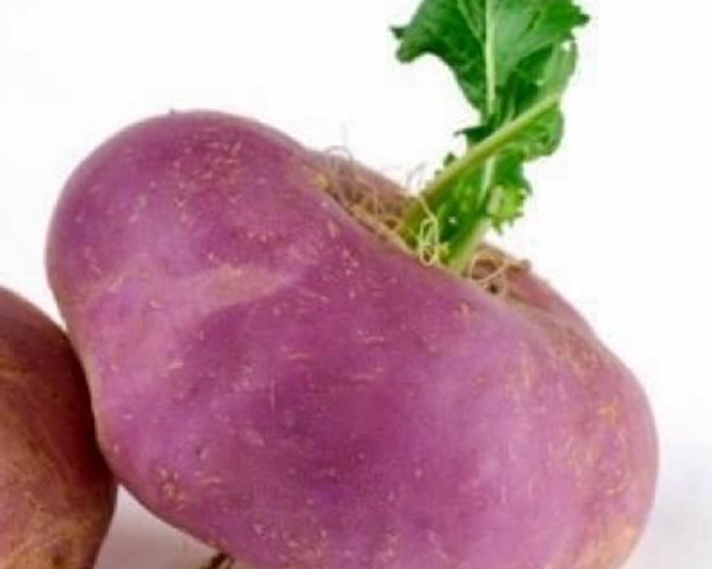 Turnip - Organic FR