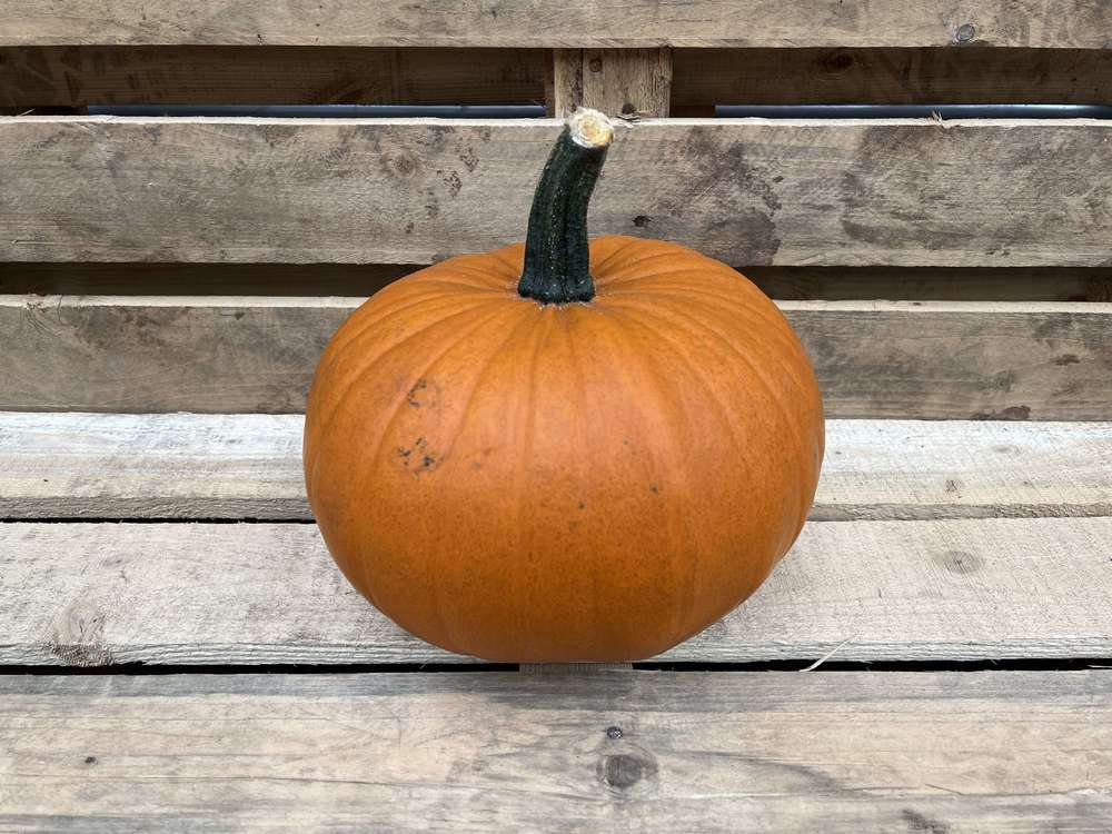 Pumpkin: Halloween (2-4kg)
