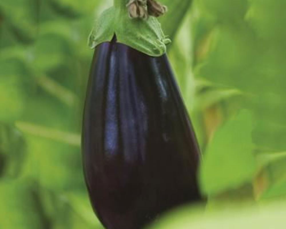 Aubergine (x1)