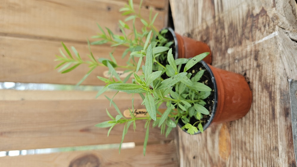 ( Potted x1) Hyssop - small (Own Grown)