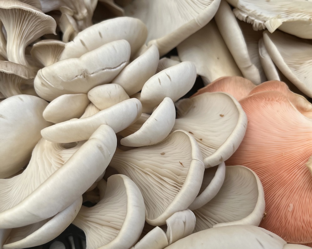 Oyster Mushroom Mix
