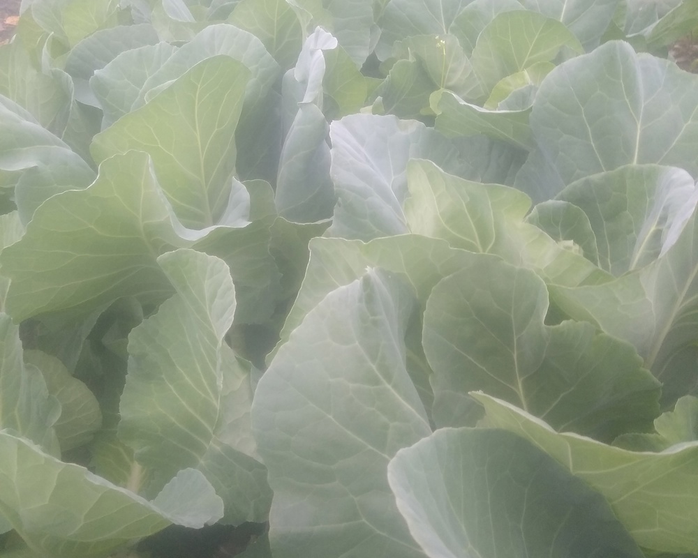 Spring Greens