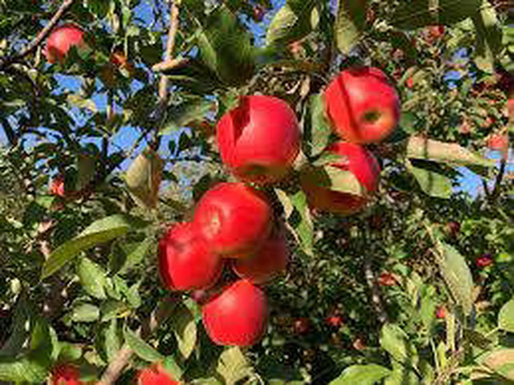 Ambrosia Apple Tree