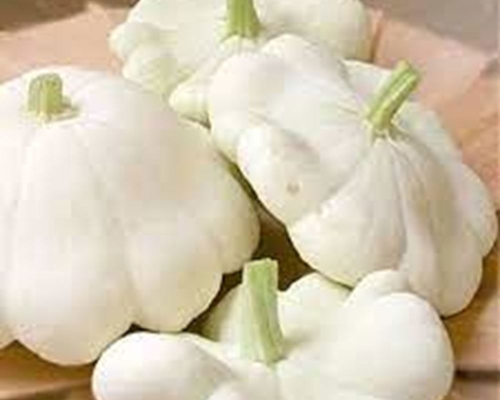 Patti pan squash