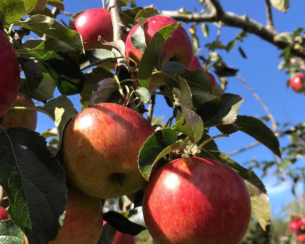Apples - Rajka