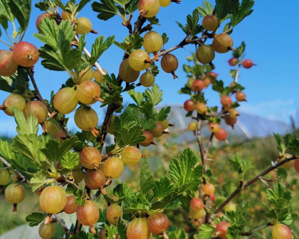 Gooseberries - Punnet 200g
