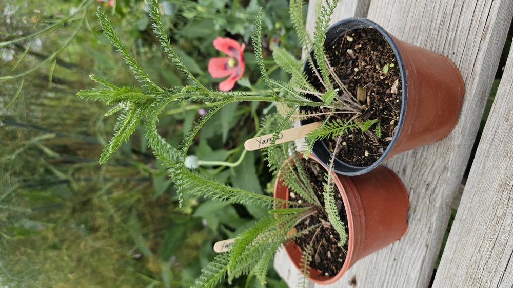 ( Potted x1) Yarrow - Medium (Own Grown)