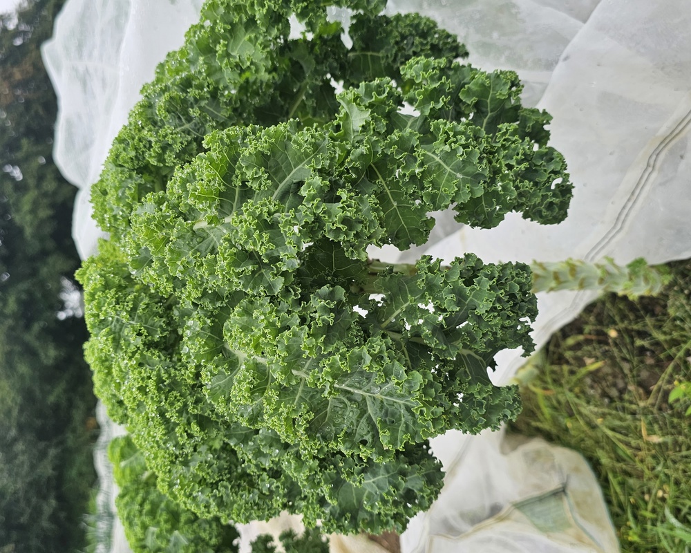 Kale Curly Bunch